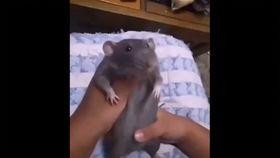 卧鼠藏虫,揭秘神秘生物的生存智慧