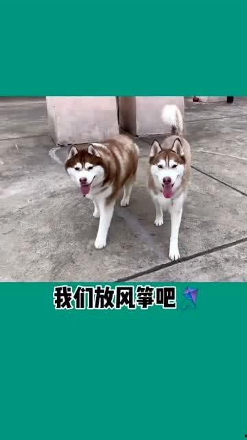 闪亮的张二狗(二狗别跑),二狗别跑，传奇人生大揭秘