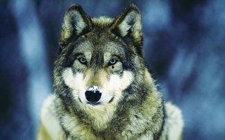 青春H-狼的时代,H-狼时代的激情岁月